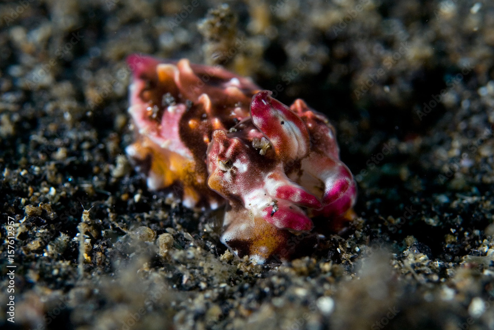 Fototapeta premium Newborn cuttle fish
