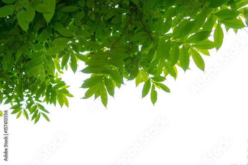 Green tree  branch isolated