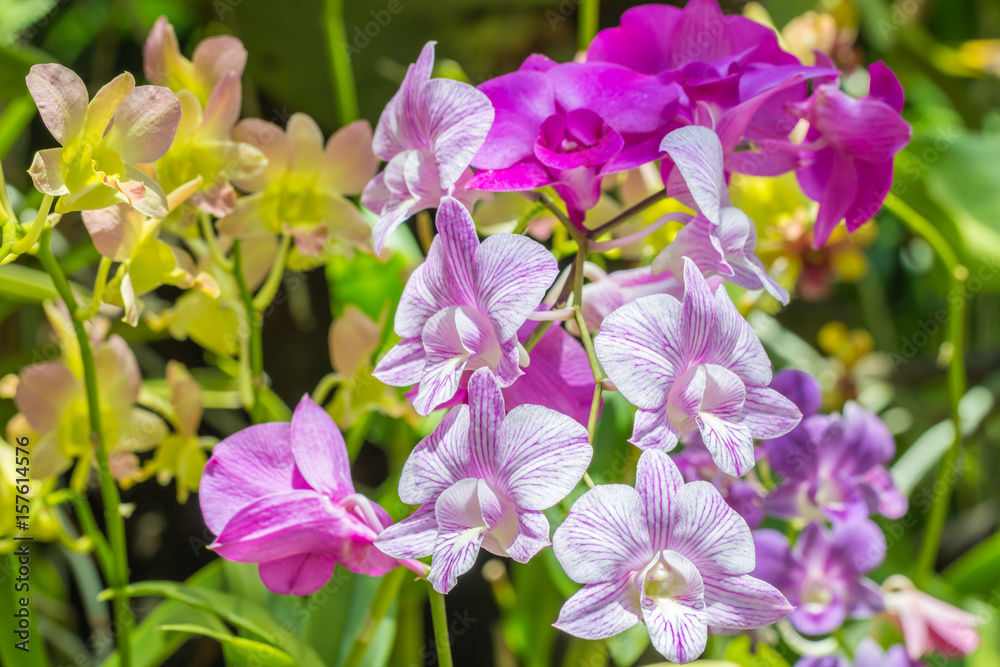 Colorful flowers, Dendrobium orchids.