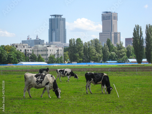 都市の風景に溶け込む牛たち／北海道大学農学部の農場では牛が飼育され、のんびりと草を食む。都会にその光景が溶け込むのは札幌ならでは。