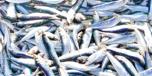 Fresh fish sardine closeup top view  - Main focus on top right