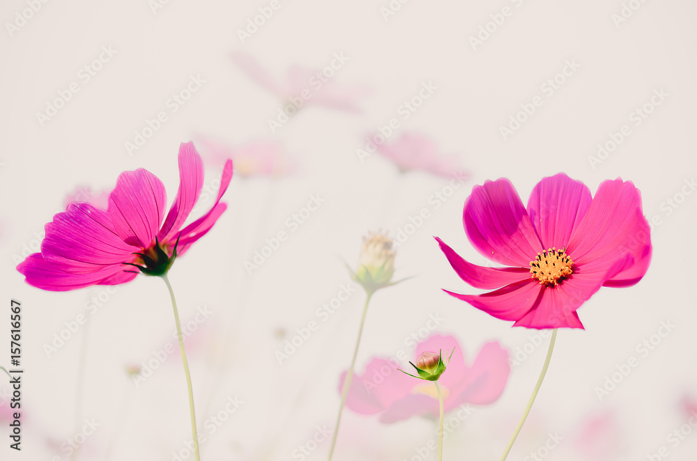 Dark pink cosmos flower