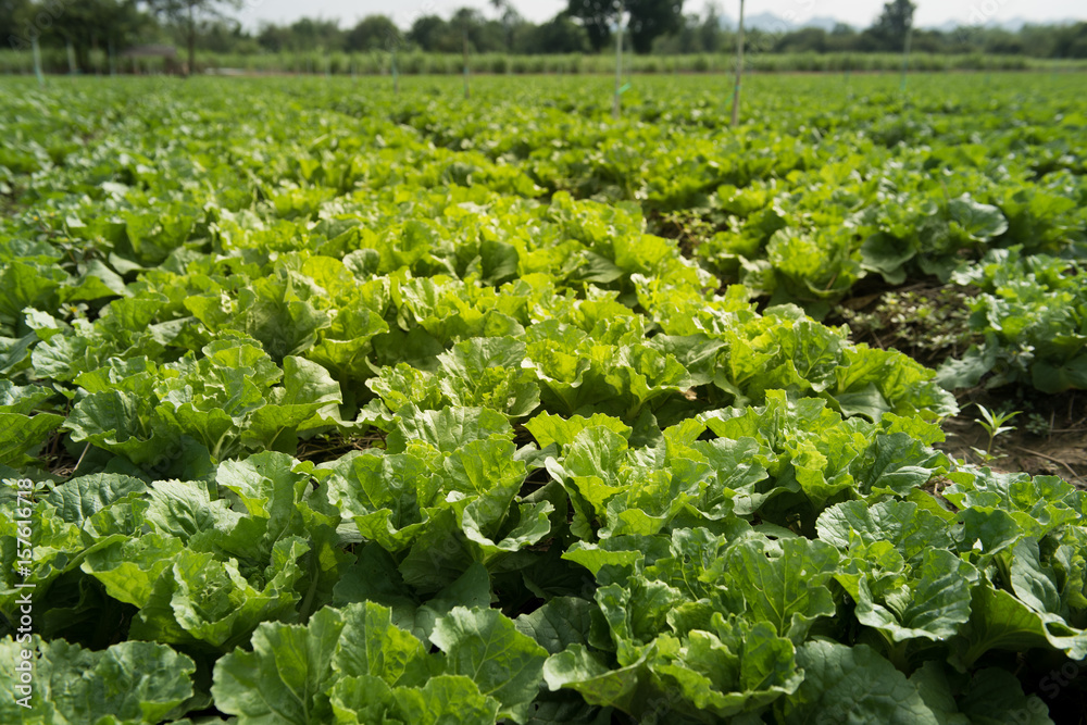 Water sprinkler system in a green organic vegetable garden,Garden with young fresh vegetables