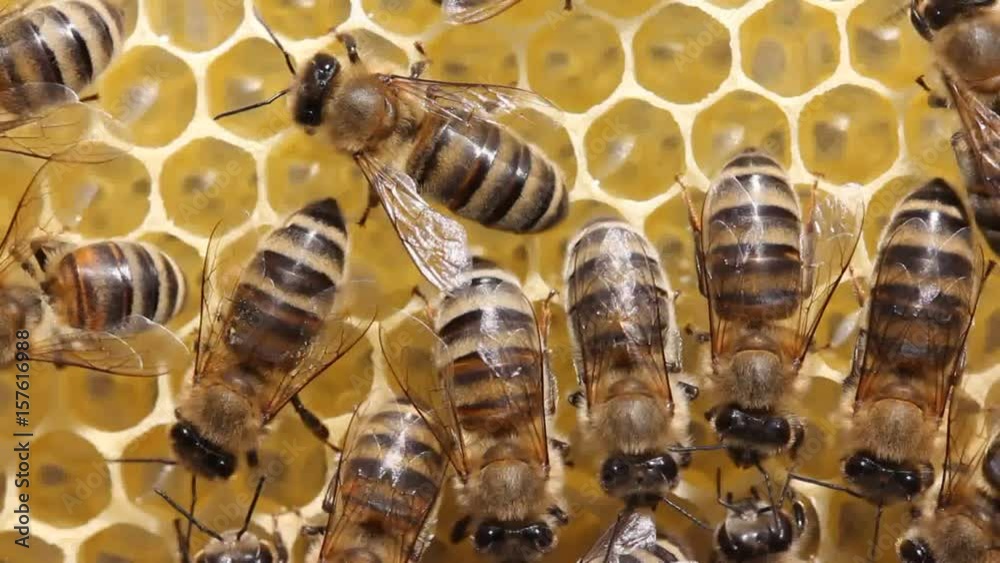 Active work of bees.
Bees build honeycombs. They work in a team.
Active work of bees.
Bees build honeycombs. They work in a team.