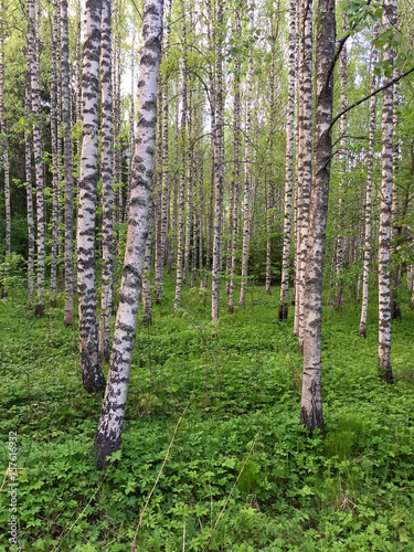 Birch forest. View filled with green.