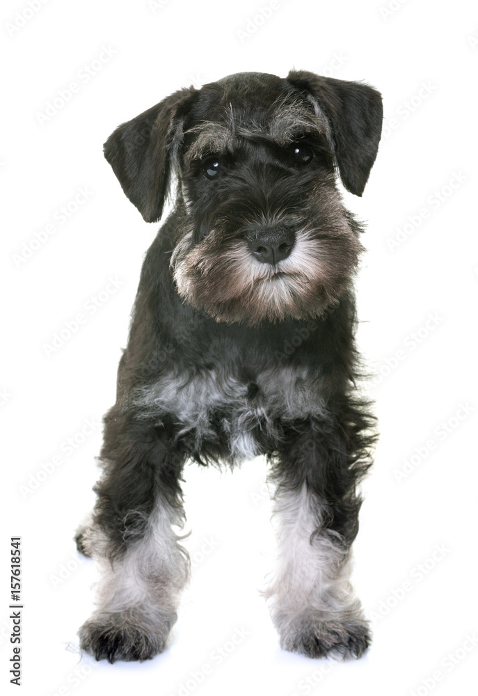 puppy miniature schnauzer