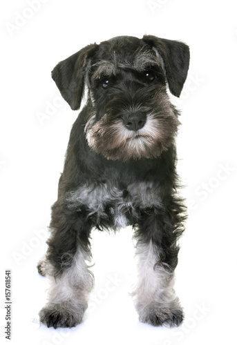 puppy miniature schnauzer