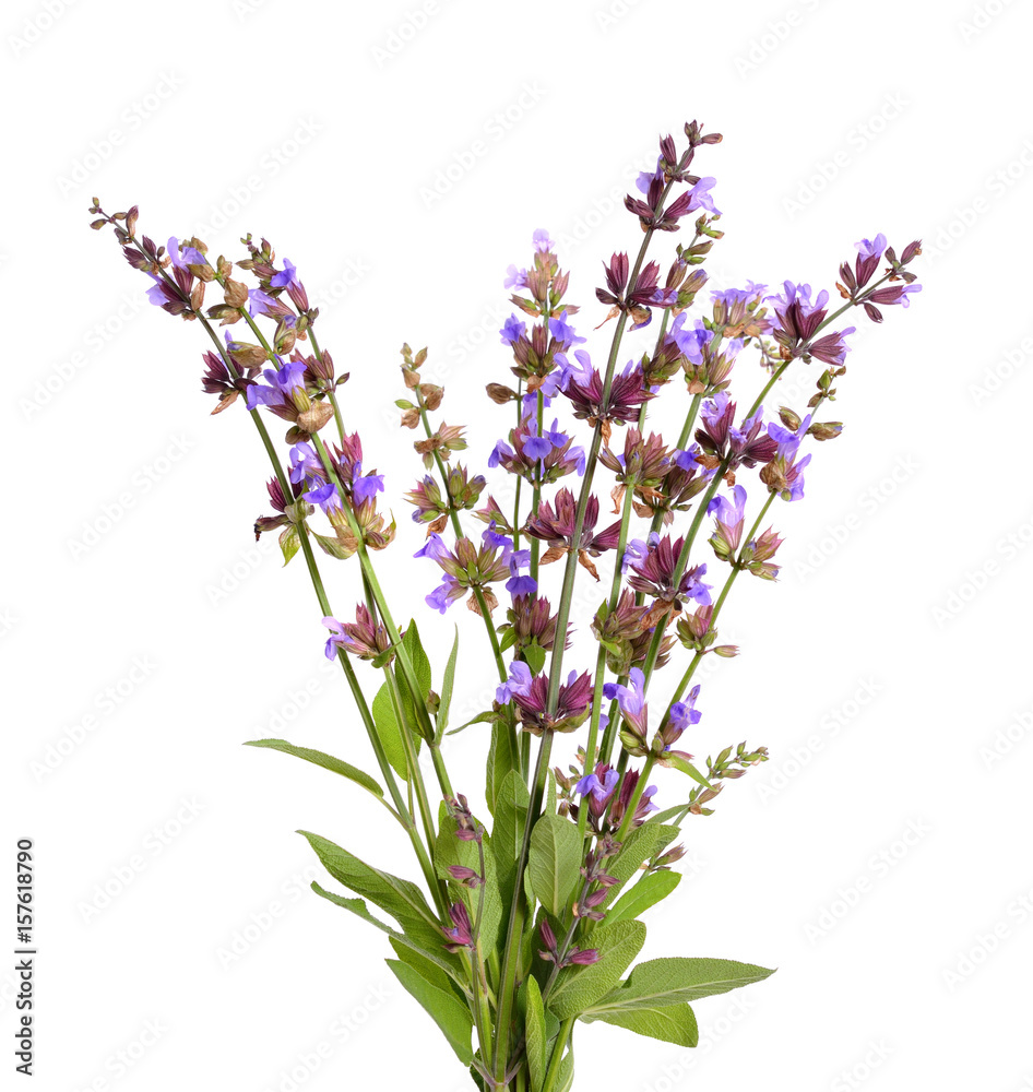 Obraz premium Salvia officinalis