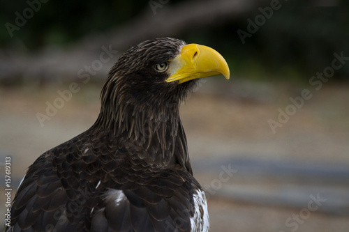 Steller s sea eagle. Haliaeetus pelagicus