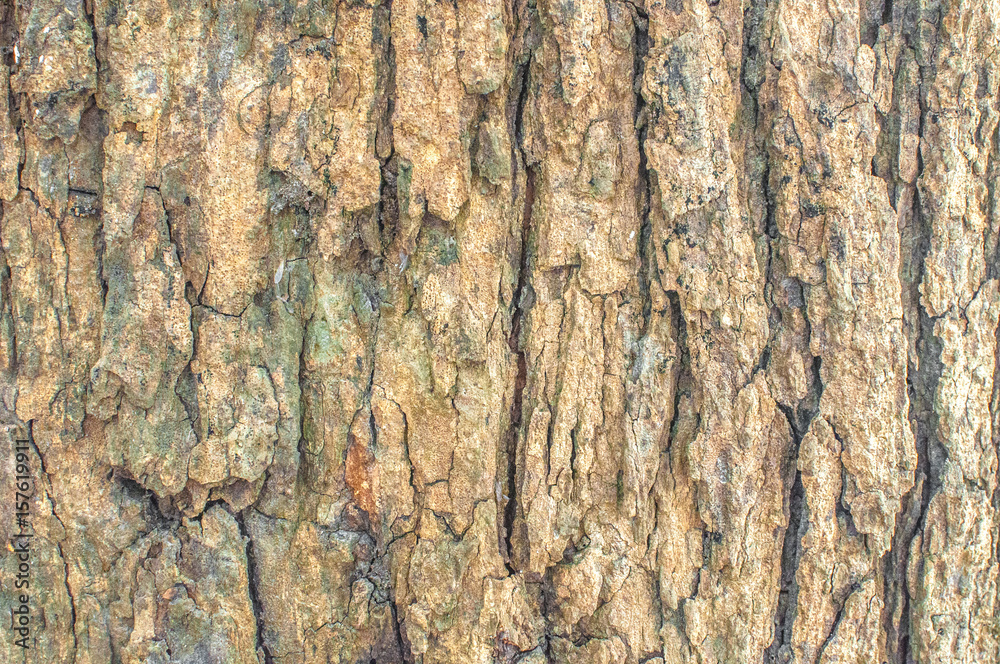 Old natural wooden close up, old wood background, texture of bark wood Old natural wooden close up, old wood background, texture of bark wood