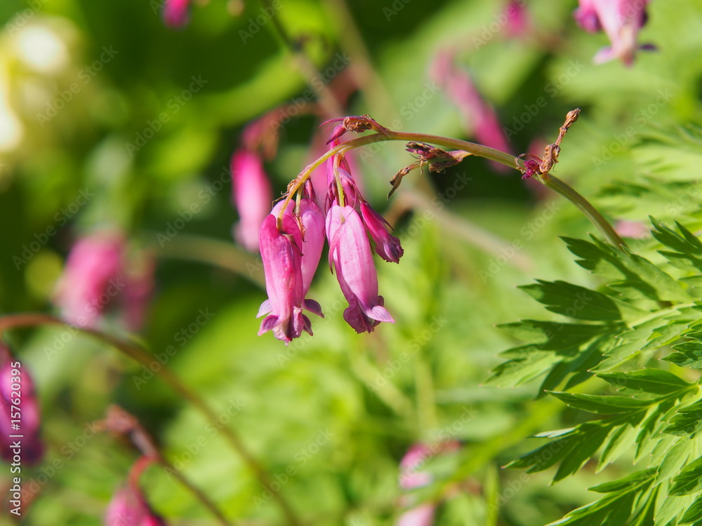Dicentra eximia (turkey-corn, fringed wild bleeding-heart) Dicentra eximia (turkey-corn, fringed wild bleeding-heart)