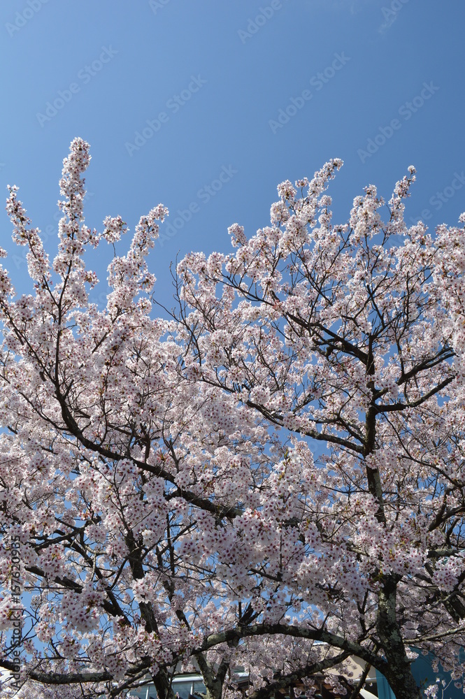 日本三景　天橋立・桜