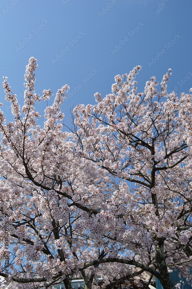 日本三景 天橋立・桜 日本三景 天橋立・桜