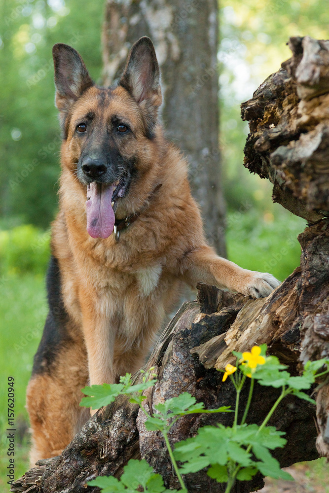 German Shepherd dog stands on a stump in the forest