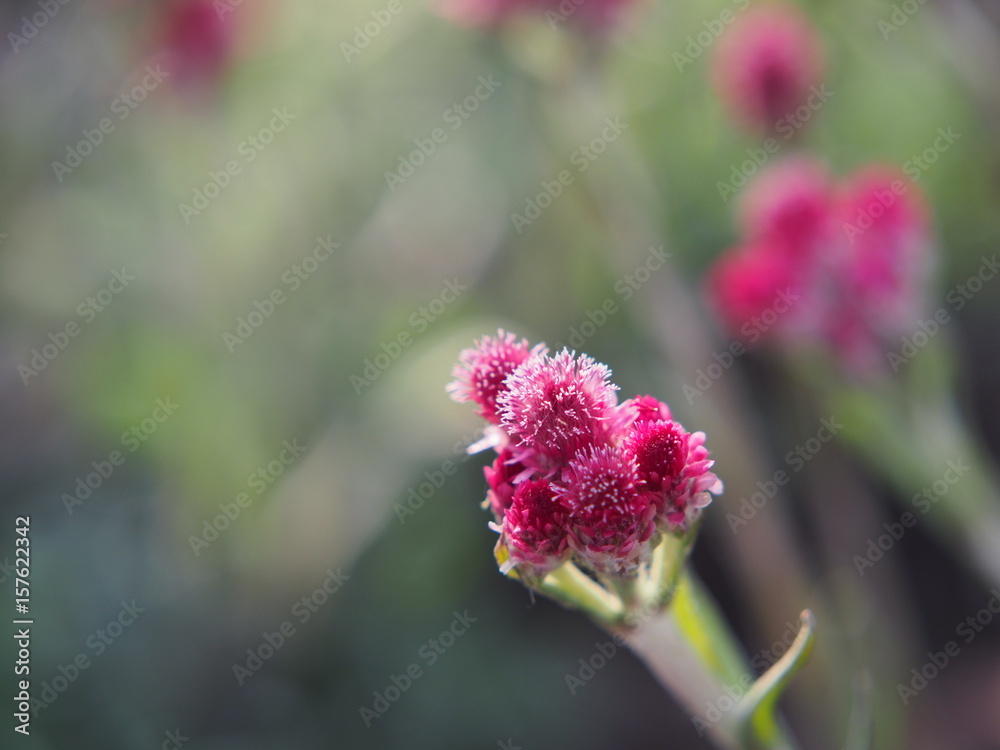 Antennaria dioica 'Rubra' - Pink Pussy-toes in full bloom Antennaria dioica 'Rubra' - Pink Pussy-toes in full bloom