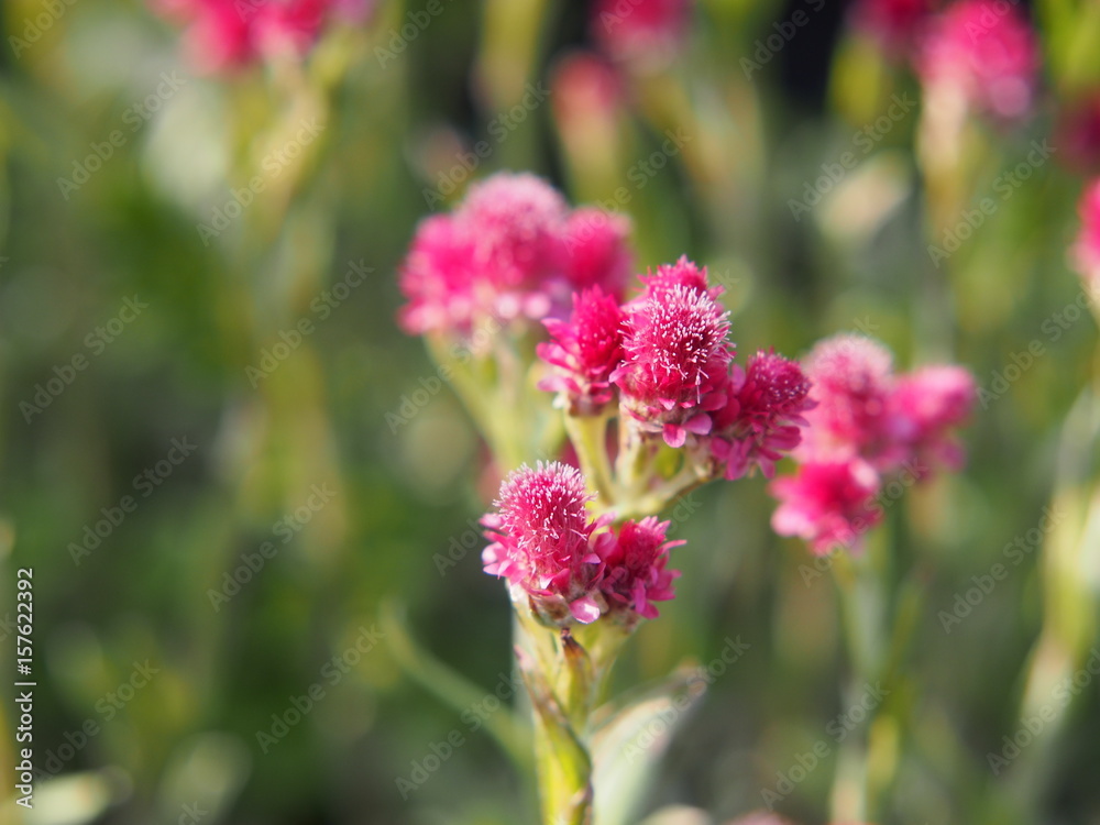 Antennaria dioica 'Rubra' - Pink Pussy-toes in full bloom Antennaria dioica 'Rubra' - Pink Pussy-toes in full bloom