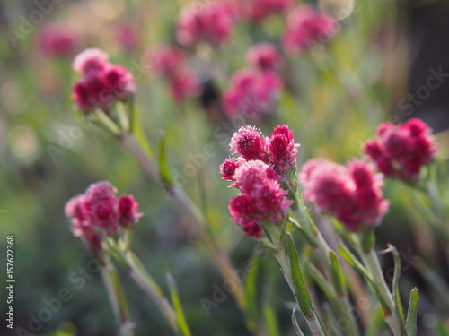 Antennaria dioica 'Rubra' - Pink Pussy-toes in full bloom 