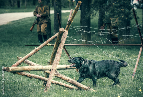 Obraz na plátně Dog breaks a wooden barrage with barbed wire