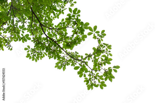 branch of green leaf isolated on white background with copy space for backround, concept for spring summer © boonchuay1970