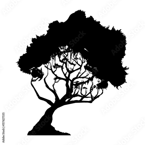 Beautiful tree silhouette icon vector illustration graphic design