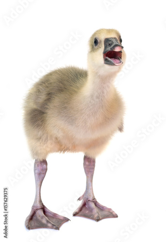 Fotografi gosling in studio