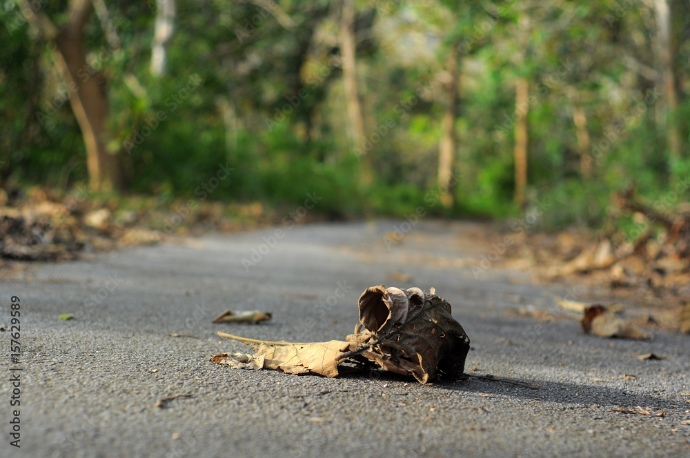 A road at a forest A road at a forest