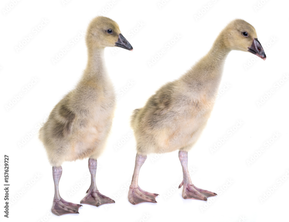 gosling in studio gosling in studio
