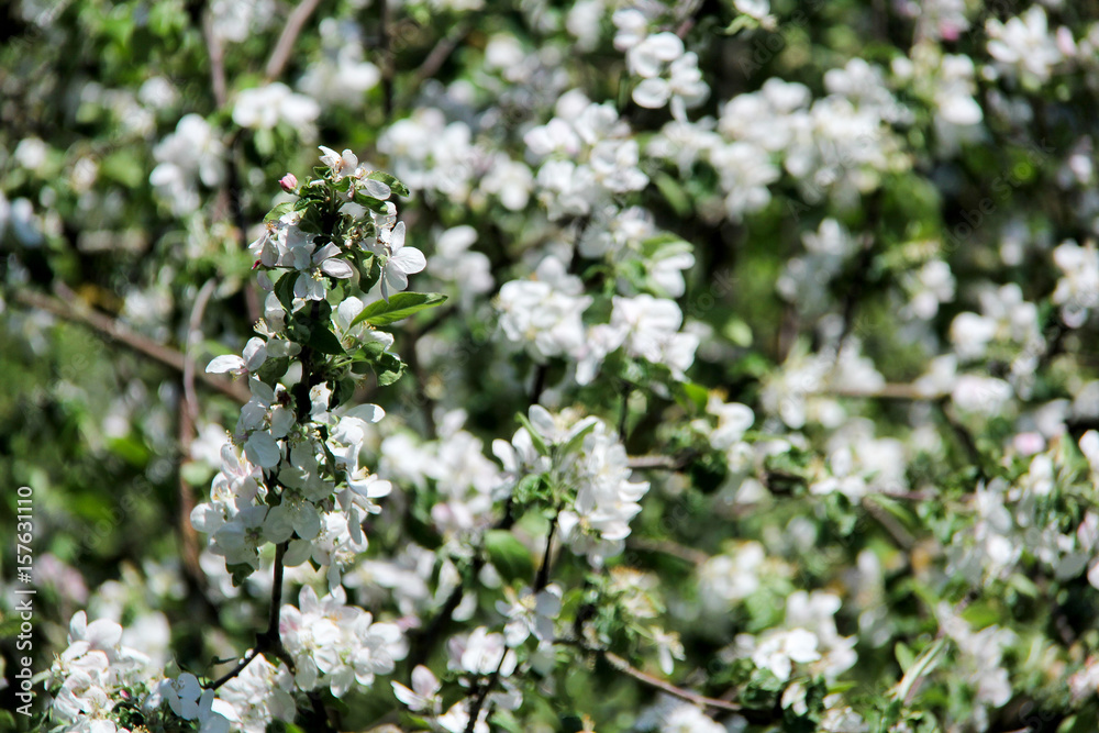 apple blossom apple blossom