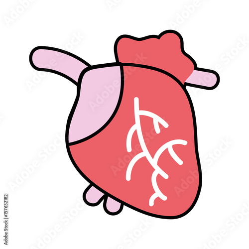 heart organ with blood circulation for the veins