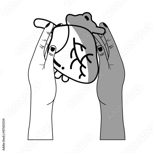 line heart organ to blood circulation in the hands