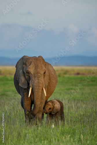 African elephant with cub in Amboseli NP
