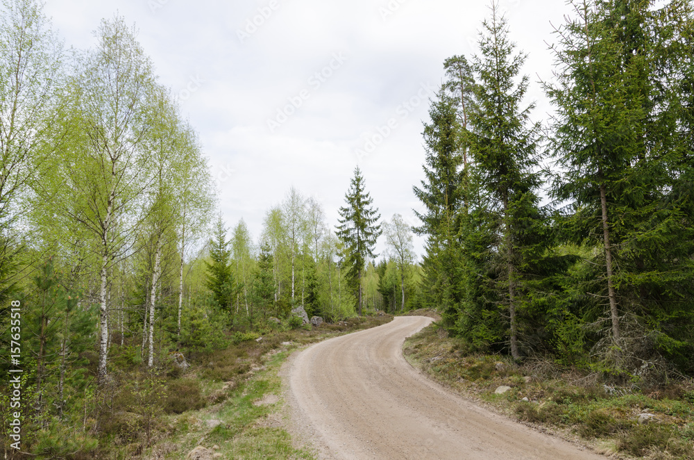 Winding gravel road through a forest