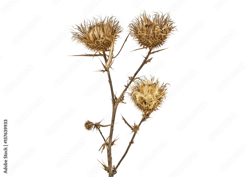 Dried milk thistle on a white background, close up Dried milk thistle on a white background, close up