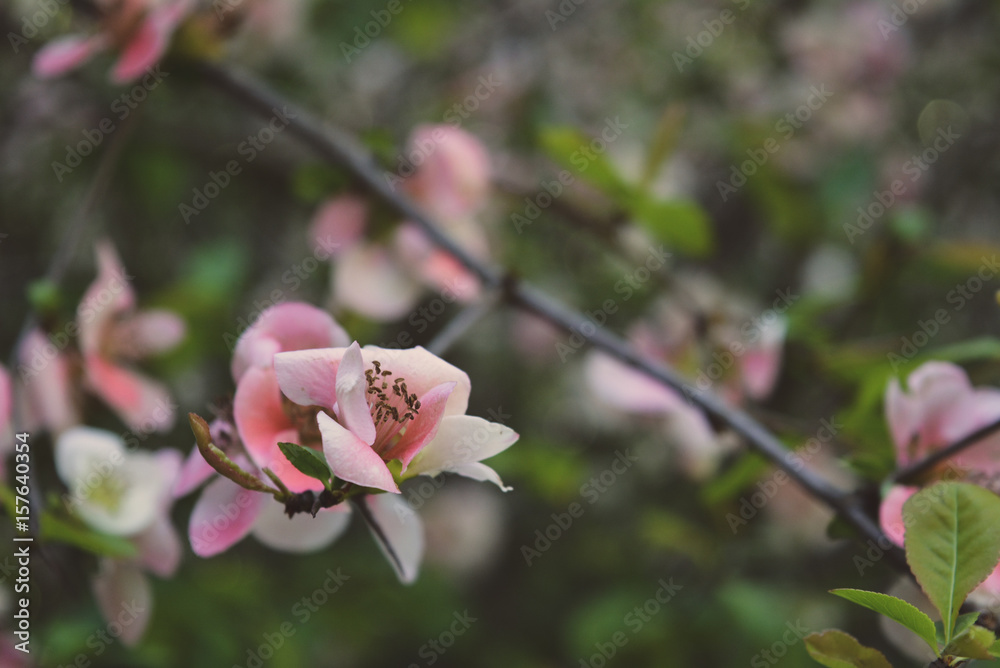 Obraz premium flower