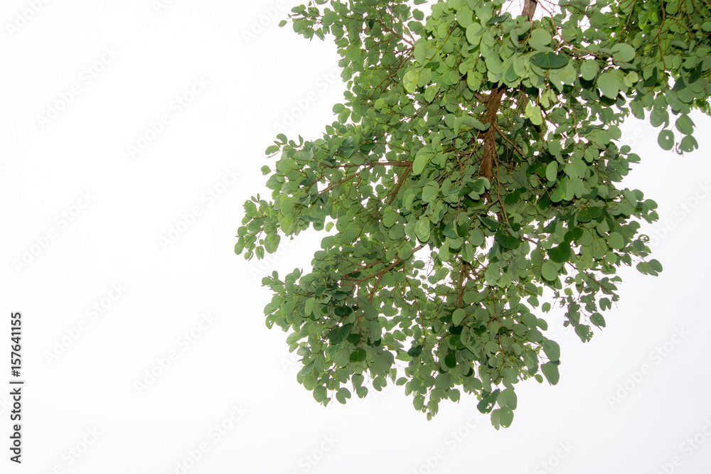 Green tree branch isolated Green tree branch isolated