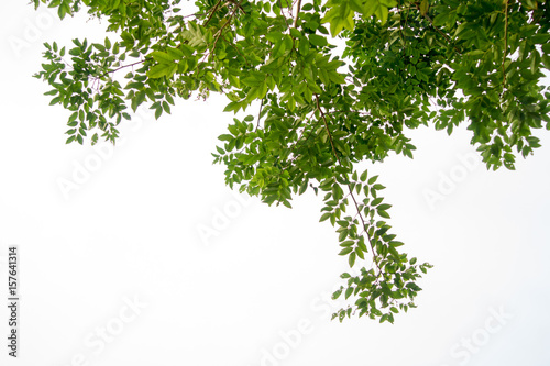 Green tree branch isolated