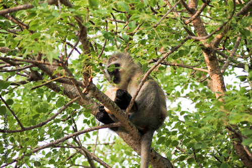 Affe sitzend im Baum