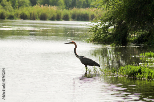 Reiher im Fluss