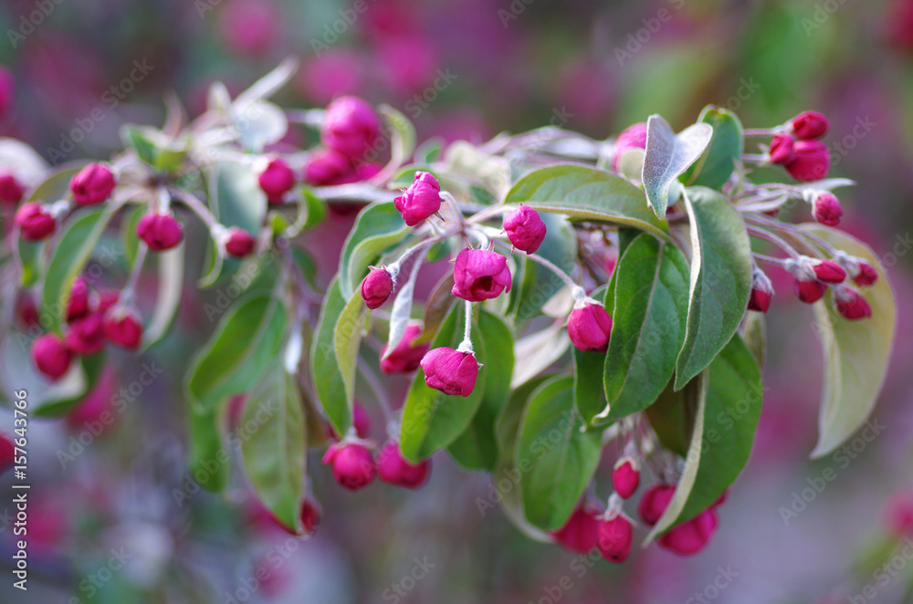 Obraz premium Branch blossoming apple red