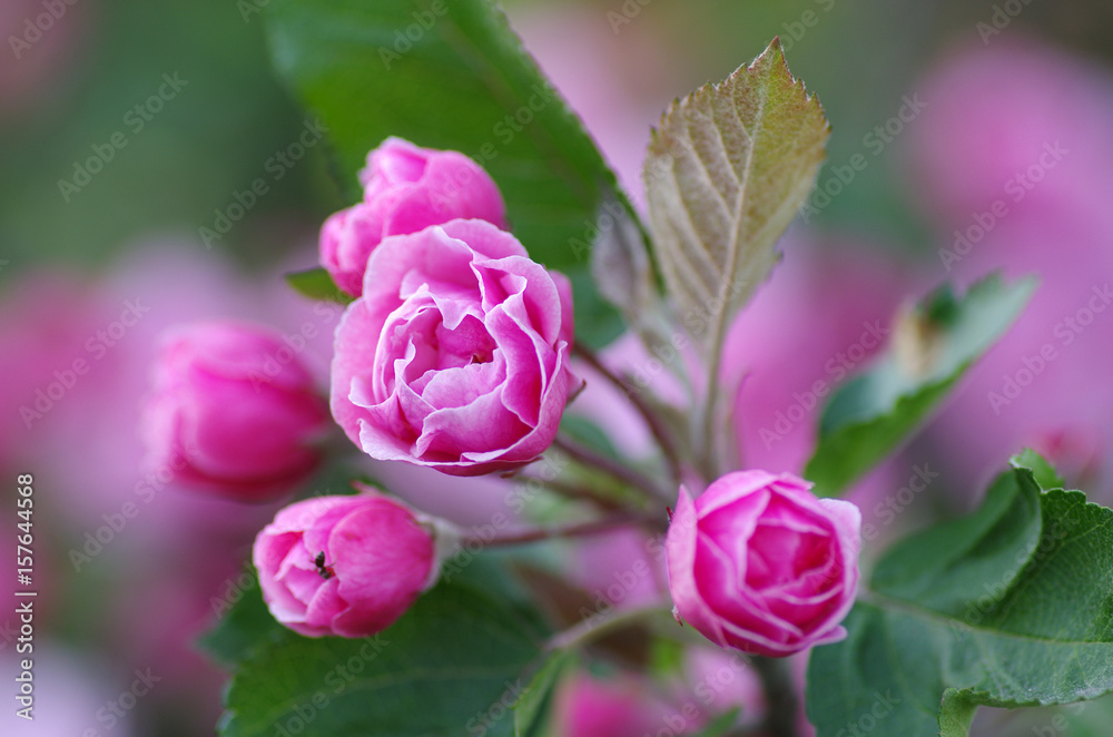 Branch blossoming apple red