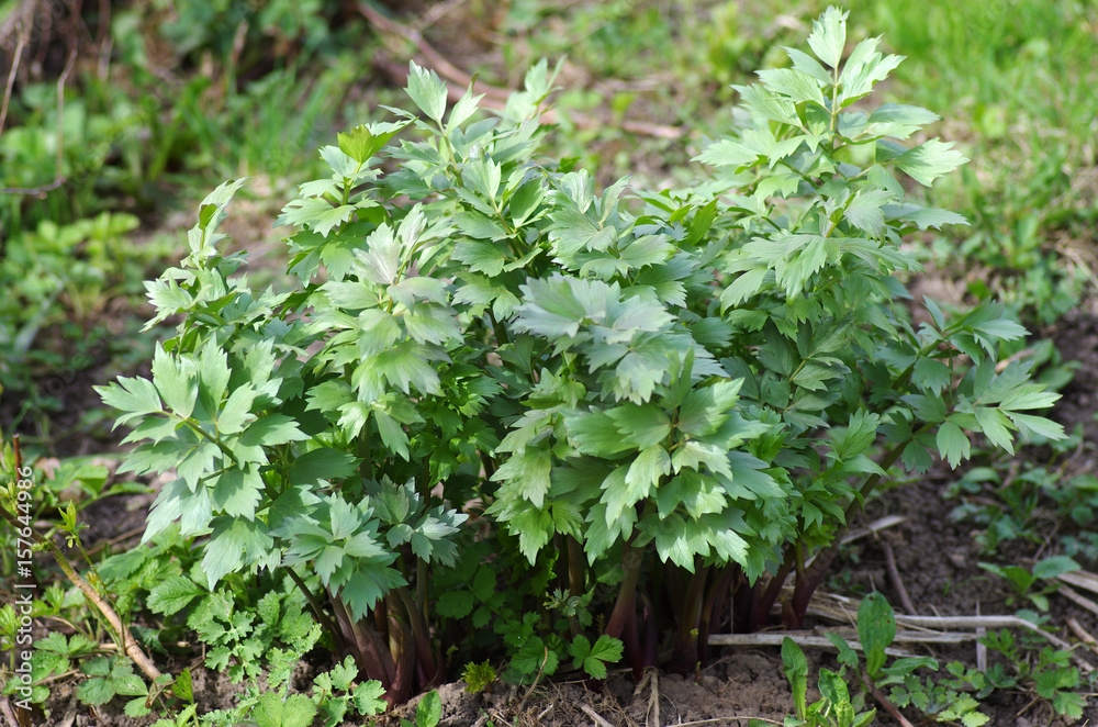 Lovage or Liebstock, medicinal plant and spice Lovage or Liebstock, medicinal plant and spice