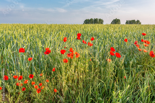 French countryside. Typical landscape with red poppies and view over the Lorraine wheat fields in the morning.