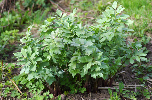 Lovage or Liebstock, medicinal plant and spice