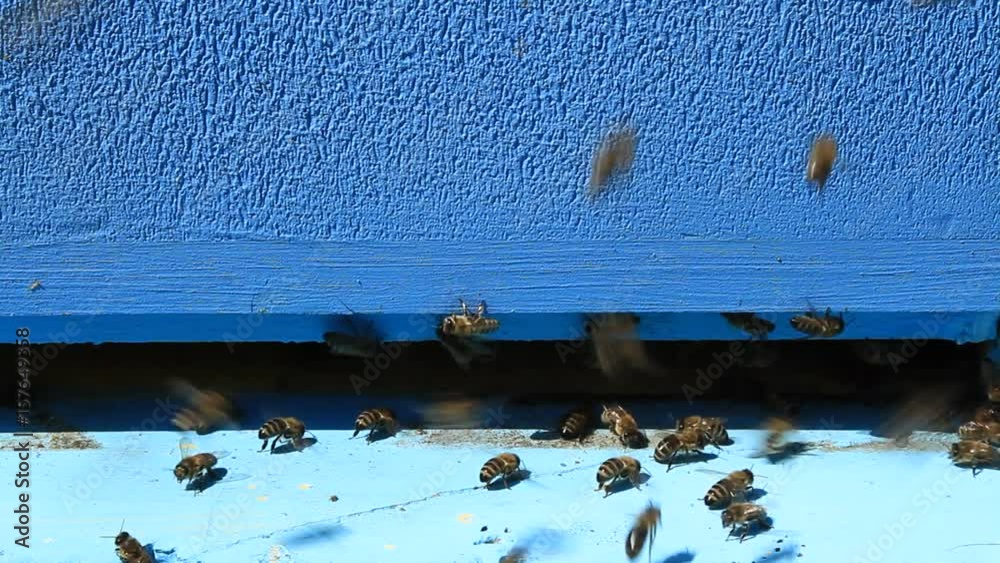 Bees coming out of the entrance to the hive Bees coming out of the entrance to the hive