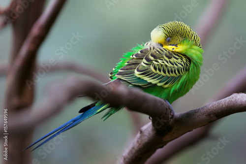 Budgerigar - song parrot perching and sleeping closeup photo