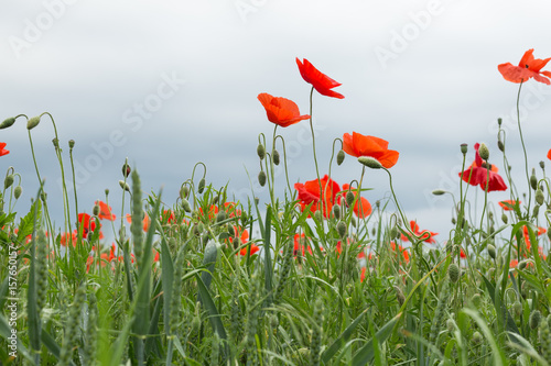 Poppies, Poppy field