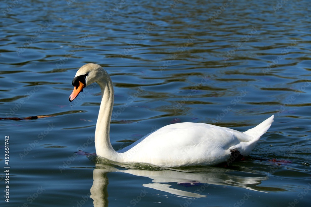 Fototapeta premium swan