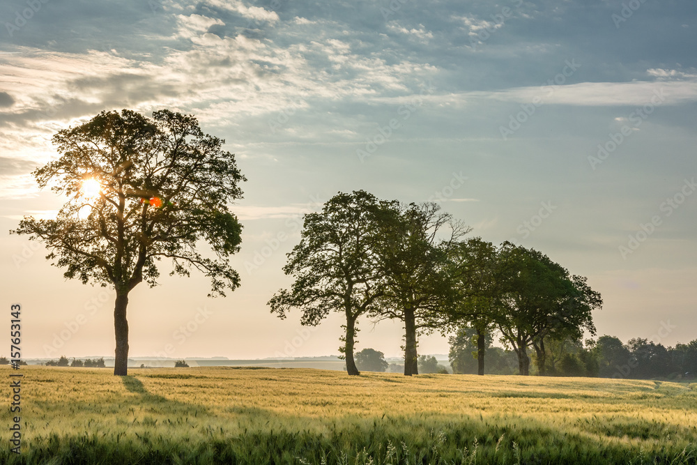 Obraz premium French countryside. Typical landscape with view over the Lorraine wheat fields in the morning.