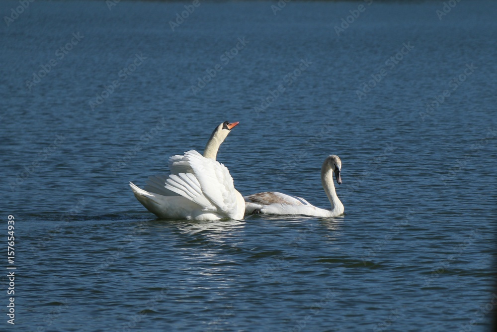 Fototapeta premium swan