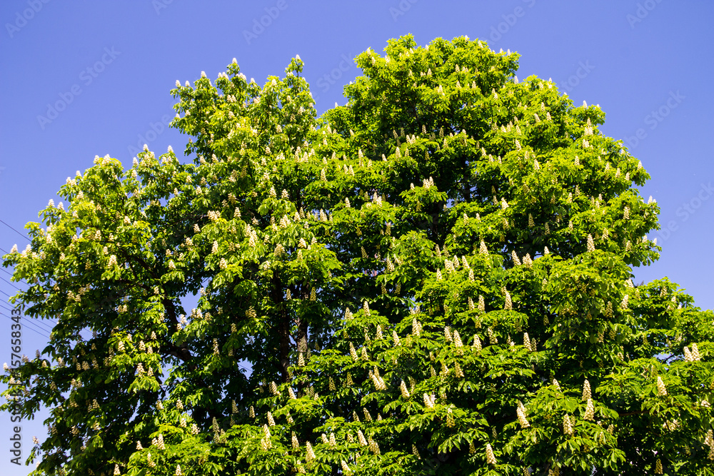 Blossoming chestnut tree (Aesculus hippocastanum) in park